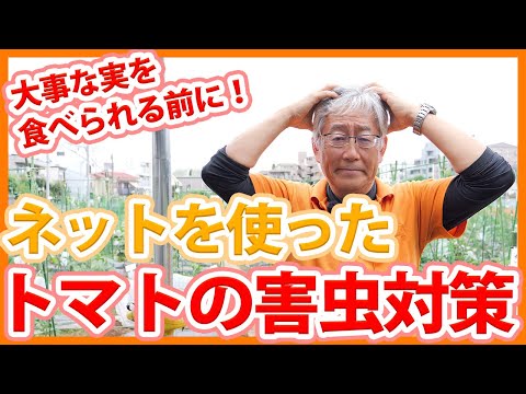 トマトを食べる害虫