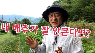 [배추재배] 내 배추가 잘 안큰다면 꼭 보시길 바랍니다