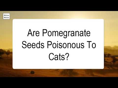 YouTube video about: Can cats have pomegranate?