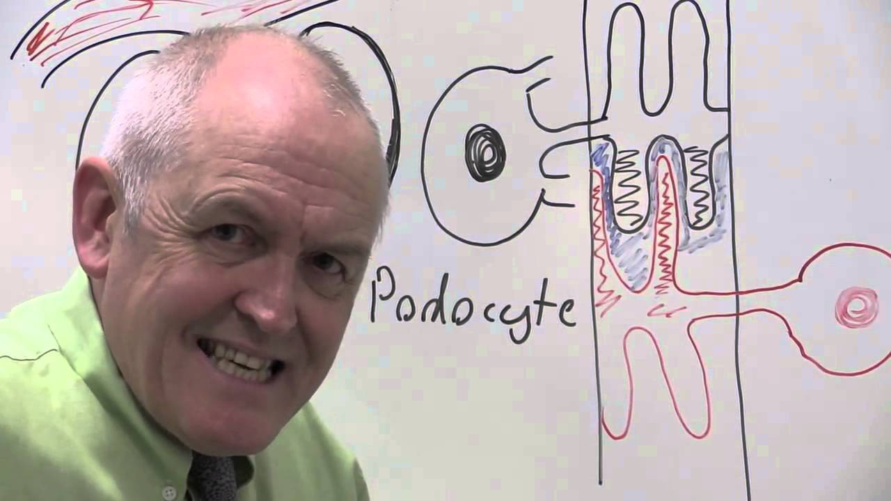 Glomerular filtrate, podocytes and ultrafiltration - YouTube