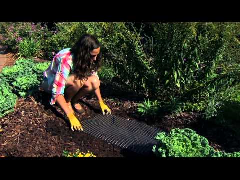 download lagu mp3 mp4 Protect Bulbs From Squirrels, download lagu Protect Bulbs From Squirrels gratis, unduh video klip Protect Bulbs From Squirrels