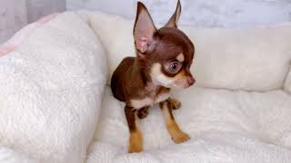 チワワ(スムース)の動画01