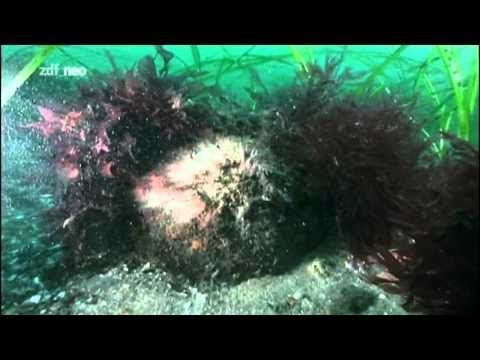 Terra X 014 Wo lag Atlantis Suche nach einem verschwundenen Kontinent 1 Alte Welt YouTube