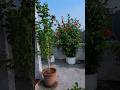 Hibiscus, allamanda, terrace gardening #garden #flowers