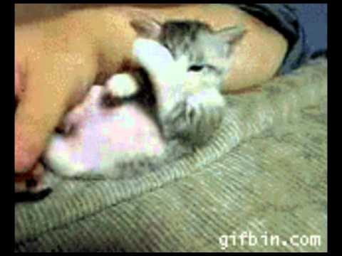 The Gothsicles - backing video from "The First Band Ever To Play Resistanz Festival (We're #1)"