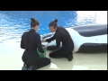 Ever Seen Orca Milking