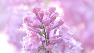 Lilacs