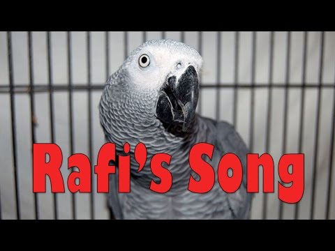 Rafi's Song (African Grey Parrot)