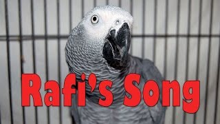 Rafi's Song (African Grey Parrot)