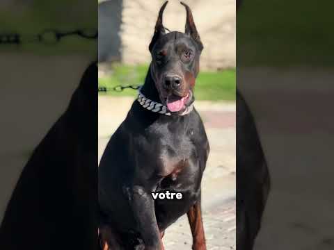 Si c’est ça le véritable amour, les chiens sont plus fidèles que les humains ❤️