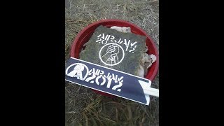 Sunshine Baby - Hi-Standard