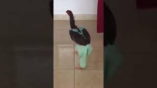 Download lagu Video kocak ayam pake celana mp3