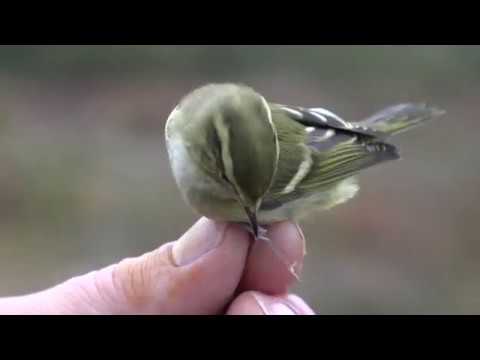 Torhamns Udde 16 okt 2019