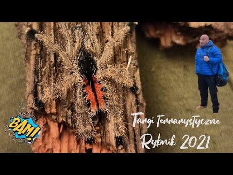 Relacja z giełdy -Targi terrarystyczne Rybnik 14.03.21