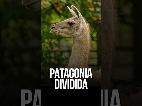Polémica en la Patagonia: ¿prohibir la caza del guanaco o vender su carne?