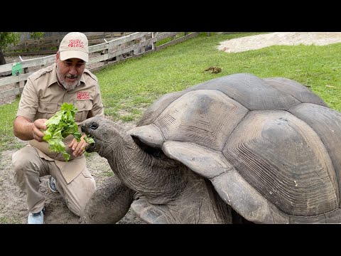 104 YEAR OLD TORTOISE ????