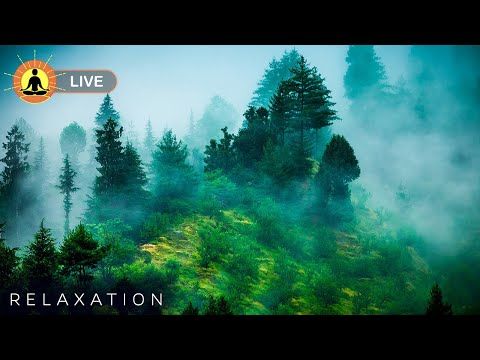 ???? Relaxing Zen Music 24/7, Stress Relief Music, Sleep Music, Meditation Music, Study, Calming Music