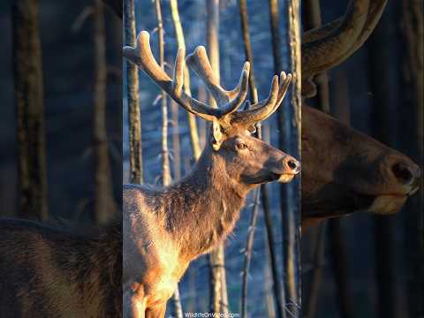 Bull Elk is finding new Green in the Burn Area