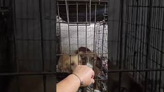 Video preview image #1 Chihuahua-Unknown Mix Puppy For Sale in Virginia Beach, VA, USA