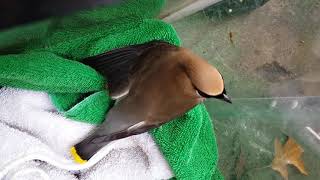 drunk cedar waxwing