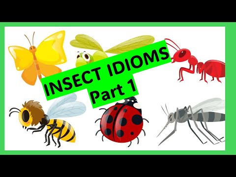 Insect idioms. Part 1