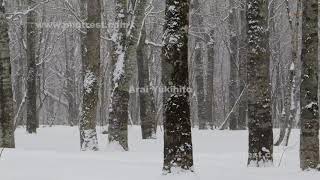 冬のブナ林