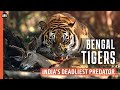 BENGAL TIGERS India S Deadliest Predator Wildlife Documentary