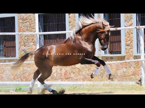 WELCOME HOME Goloso our newest member in FANTASTIC PRE HORSES