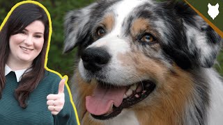 How Much Does A AUSTRALIAN SHEPHERD Cost