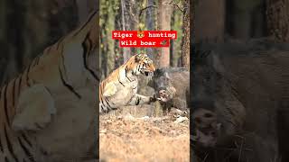 Download lagu Wildlife Fights : Tiger 🐅🐯 Vs Wild Boar 🐗 : Winner is Wild boar #wildlife #animals #warthogs mp3 Download lagu Wildlife Fights : Tiger 🐅🐯 Vs Wild Boar 🐗 : Winner is Wild boar #wildlife #animals #warthogs mp3