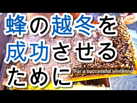 経済学科 晴蜂雨読 No. 64／ミツバチの冬ごもりを成功させるための秘訣／2年間の越冬関連動画の紹介／今年の特徴／ 2025年9月、その1／山崎亮一／字幕／For a successful wintering