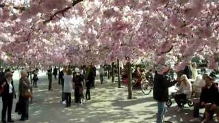 Cherry Blossom - The Ephemeral Nature of Life