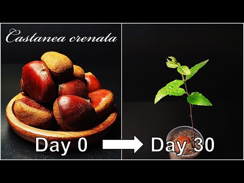 How to grow Chestnut tree from Chestnut｜Growing Chestnut｜How to grow #11 Chestnut｜Eng Sub