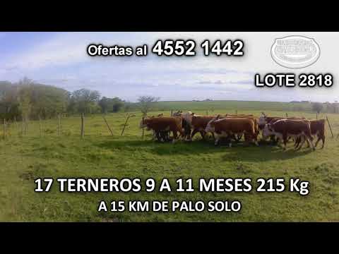 Lote 17 Terneros 15 POLL HE- 1 HE c/ RA- 1 HE c/ AA 215 Kgkg -  en Punta de Arenales- A 15 Km de Palo Solo
