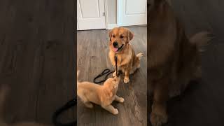 #dogshorts #goldenretriever #puppy #doghumor #doglovers #dogmom #pethumor