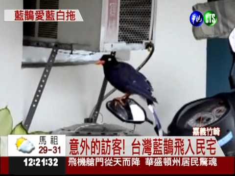 愛上藍白拖?! 台灣藍鵲天天報到