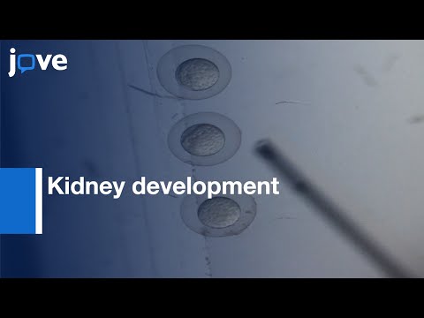 Time lapse imaging to analyze Kidney development using microscope | Protocol Preview