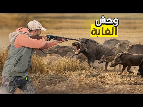		أخطر مواجهة مع الخنزير البري المتوحش في قلب البرية! 🔥🐗 Wild boar hunting
