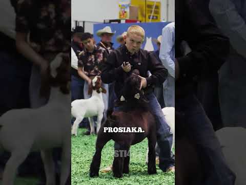 This boy's goat is a luxury