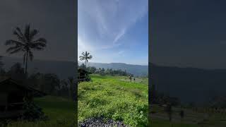 Download lagu Pesawahan di Balegede Naringgul Cianjur Selatan #balegede #naringgul #cianjurselatan #wisata mp3