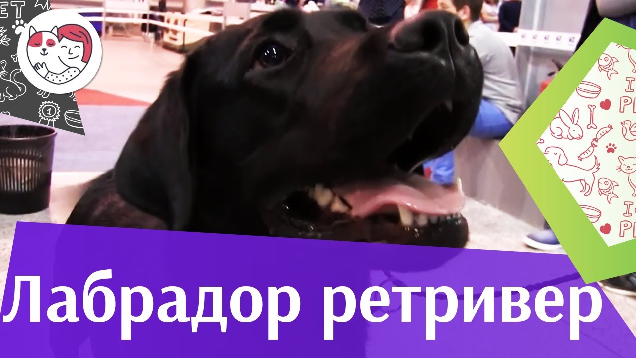 Лабрадор ретривер на ilikepet