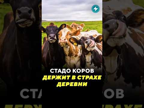 Стадо коров держит в страхе деревни / Новости #гродно  #корова #стадо #пастух #рогаикопыта #деревня