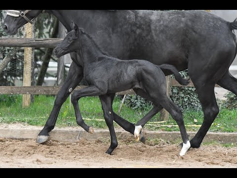 Diamond Perl - Hengstfohlen von Don Romance x Millennium