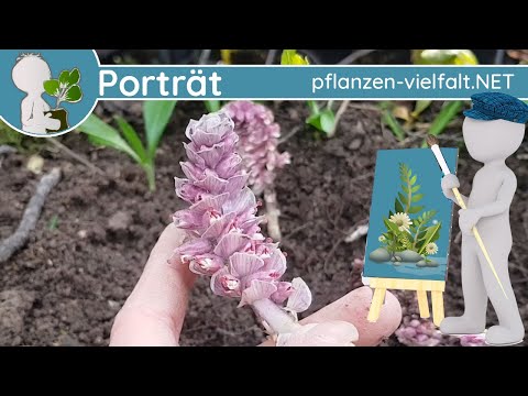 🖼️ Portrait 007 - Common Toothwort (Lathraea squamaria) - Wild plant (Early bloomer/Poisonous)