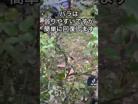 バラの茂みを霜から守るにはどうすればよいですか？植物が冬を乗り切るためのヒントとコツ  庭園