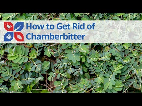  How to Get Rid of Chamberbitter Video 