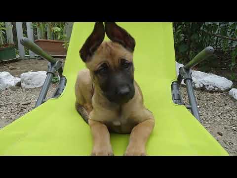 Ciobănesc Belgian Malinois