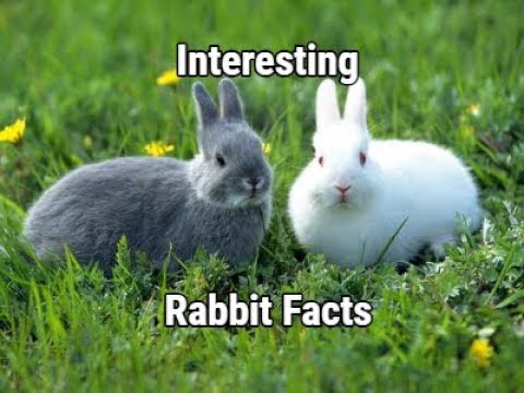 , title : '11 Things That You Didn't Know About Rabbits'