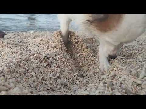 Adiel's beaching with the Fam | Raw Video