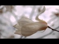 chemo magnolia------- ana malazonia 